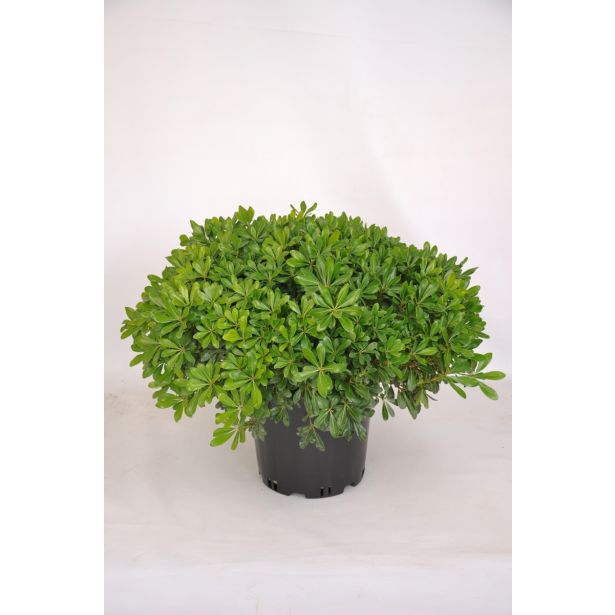 GRMOVNICA OKRASNA V LIST. NAVADNI PITOSPOR NANUM L24 V30