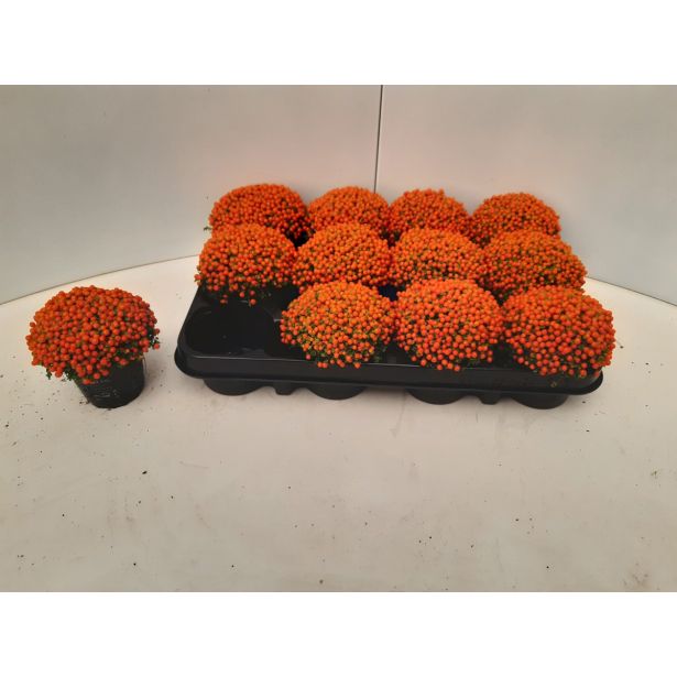 SOBNA ZELENA RASTLINA NERTERA ASTRID L8.5