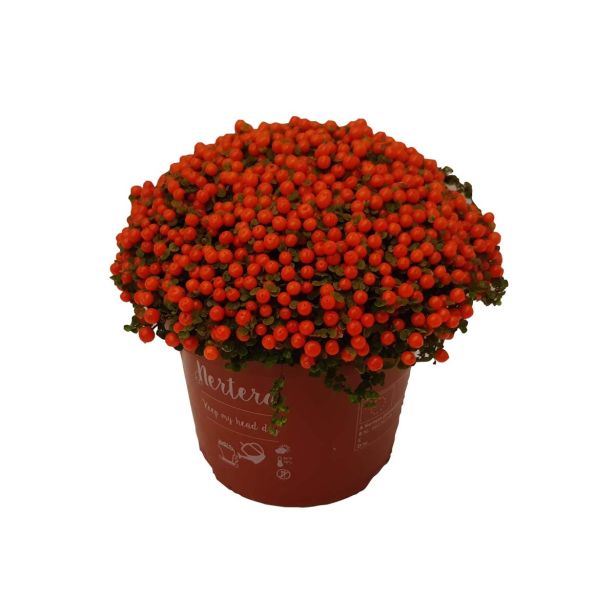 SOBNA ZELENA RASTLINA NERTERA L12 VIŠ 15CM