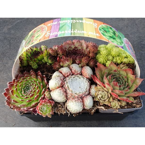 NETRESK KULTIPAK (6/1) L16 CM