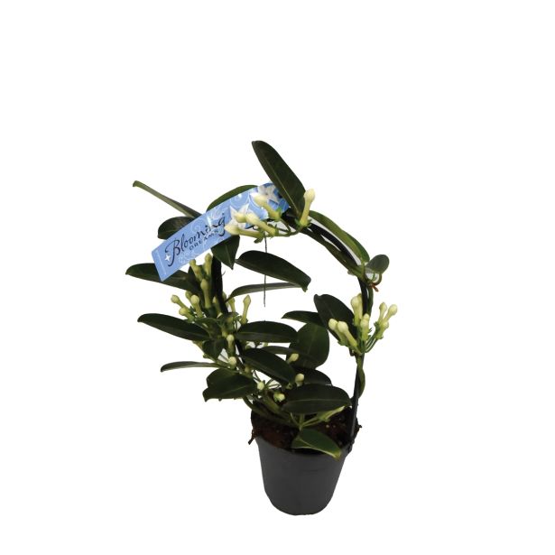 CVETOČA SOBNA RASTLINA NEVESTICA FLEUR PARFUM