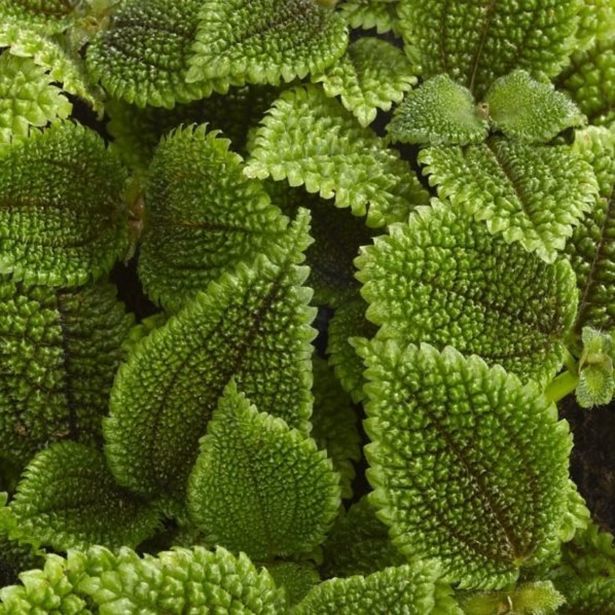 PILEJA NORFOLK MOON L6