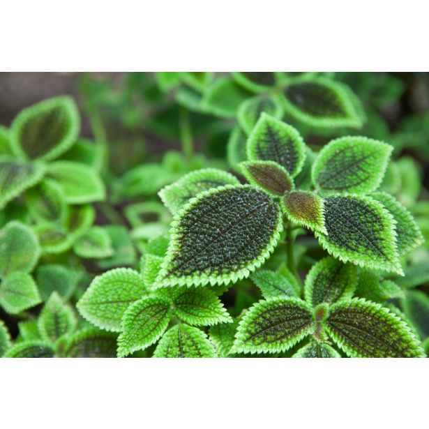 PILEJA NORFOLK MOON L6