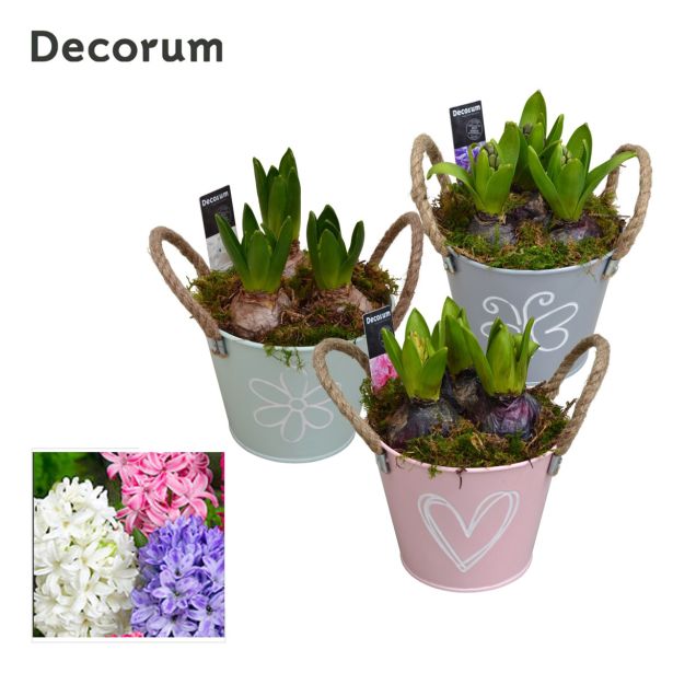 NOTRANJE NAMIZNE ČEBULICE HIJACINTA L13 V OKRASNEM LONČKU ARR.HYACINTHUS