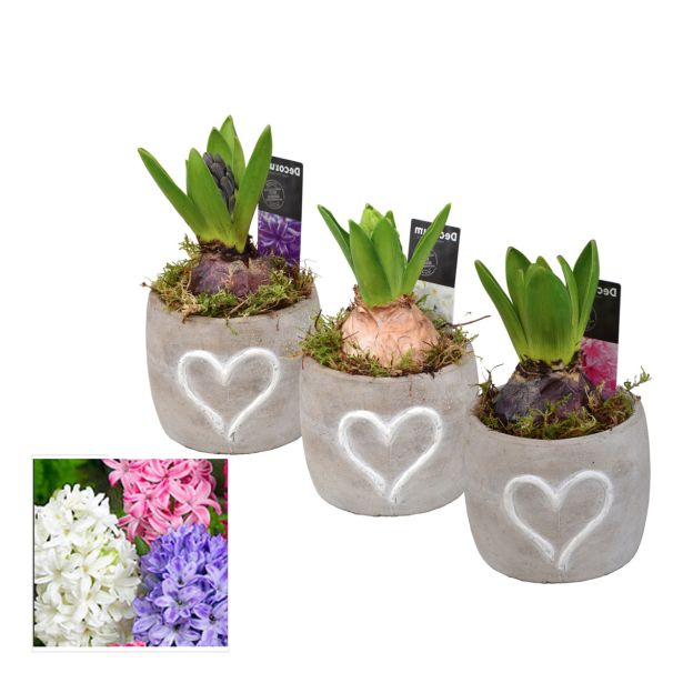 NOTRANJE NAMIZNE ČEBULICE HIJACINTA L9 V OKRASNEM LONČKU ARR.HYACINTHUS