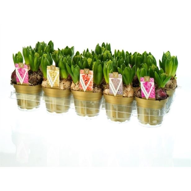 NOTRANJE NAMIZNE ČEBULICE HIJACINTA MIX KULTIPAK 10 KOS