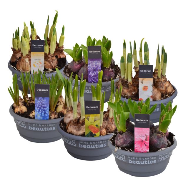 NOTRANJE NAMIZNE ČEBULICE MIX ČEBULIC L16