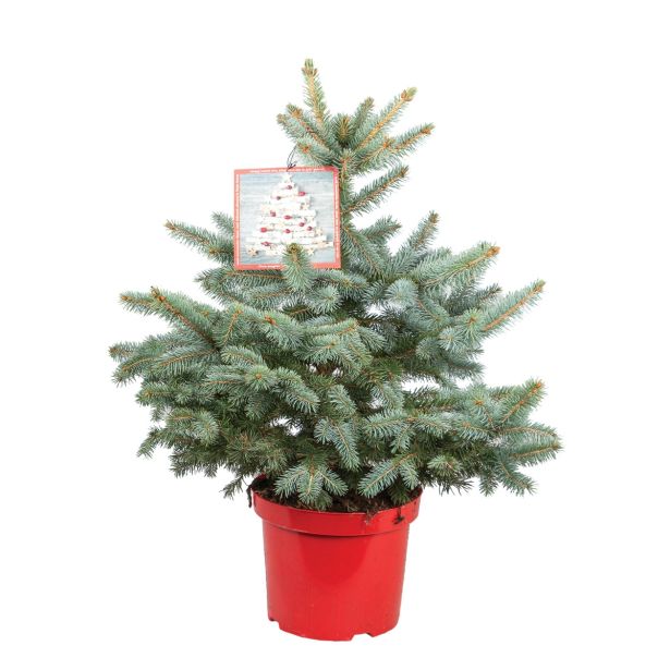 NOVOLETNI IGLAVEC BODEČA SMREKA SUPER BLUE