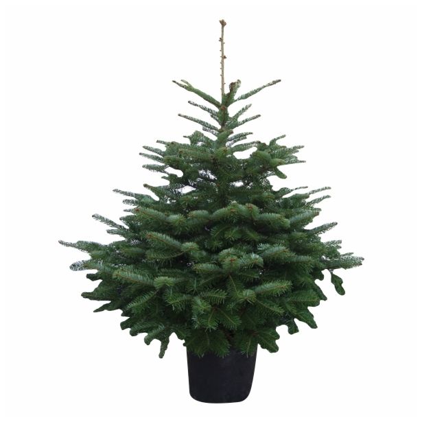 NOVOLETNI IGLAVEC KAVKAŠKA JELKA V LONCU 80-100 CM ABIES NORD.