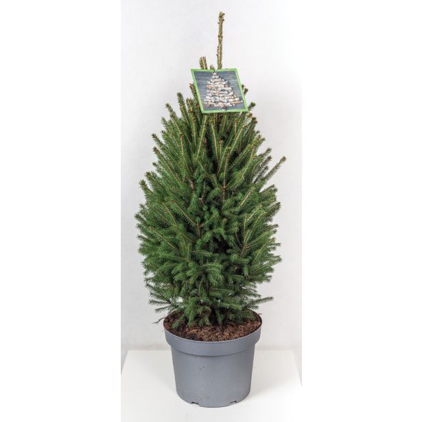 NOVOLETNI IGLAVEC SMREKA GLAUCA SUPER GREEN L26 60-80CM