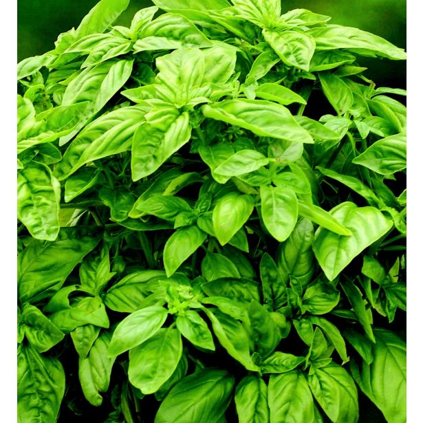 BAZILIKA VOLMARY OCIMUM BASILICUM L12 GENOVESER MARTINA