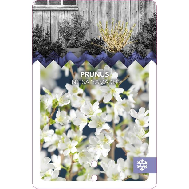 LISTAVEC OKRASNA ČEŠNJA YAMADEI L21