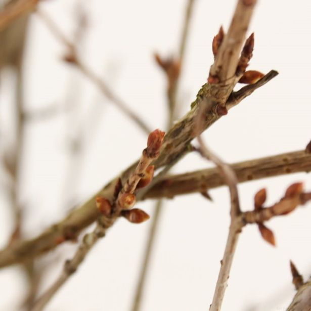 LISTAVEC OKRASNA ČEŠNJA YAMADEI L21