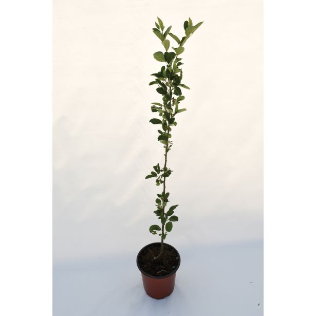 LISTAVEC OKRASNA JABLANA L19