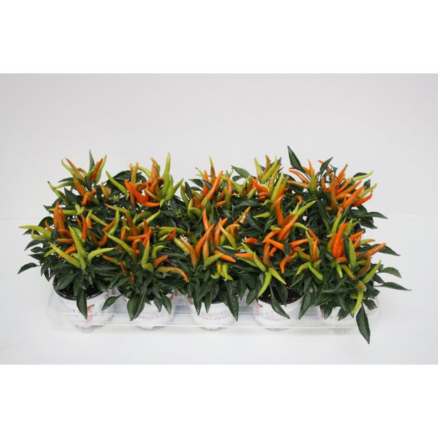 SOBNA ZELENA RASTLINA OKRASNA PAPRIKA HUP L10.5