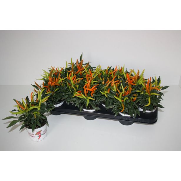 SOBNA ZELENA RASTLINA OKRASNA PAPRIKA HUP L10.5