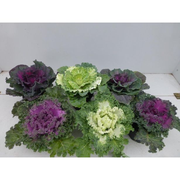MIX JESENSKIH RASTLIN OKRASNO ZELJE L2 BRASSICA OLERACEA MIX