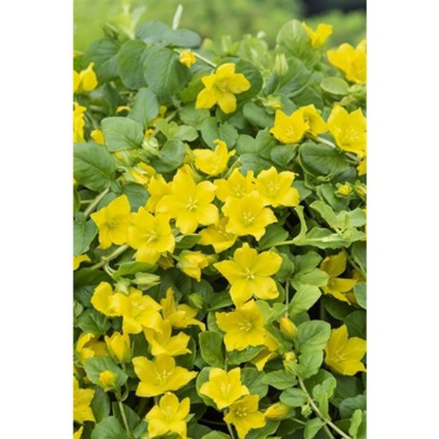 VODNE RASTLINE OKROGLOLISTNA PIJAVČNICA L 9