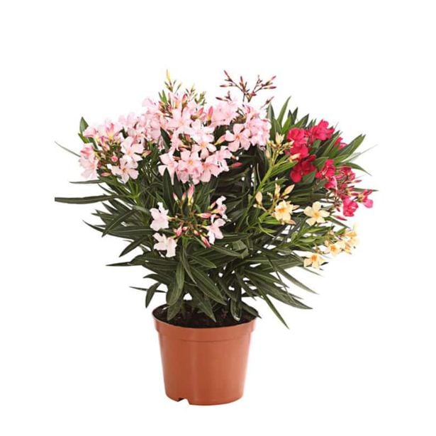 OLEANDER OLEANDER L19