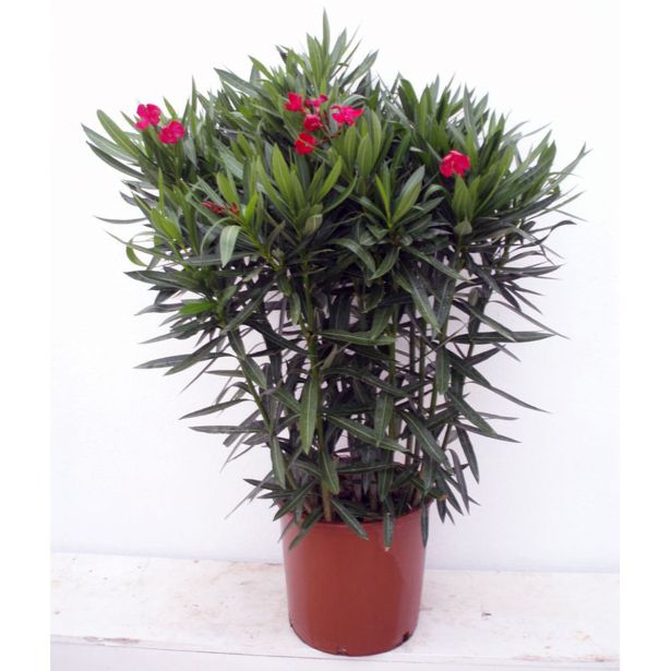 OLEANDER OLEANDER L19 MIX