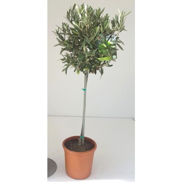 SEZONSKA RASTLINA OLJKA L20