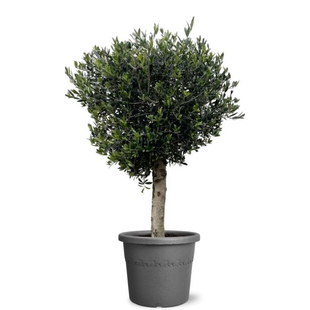 OLJKA NA DEBLU L50 CM