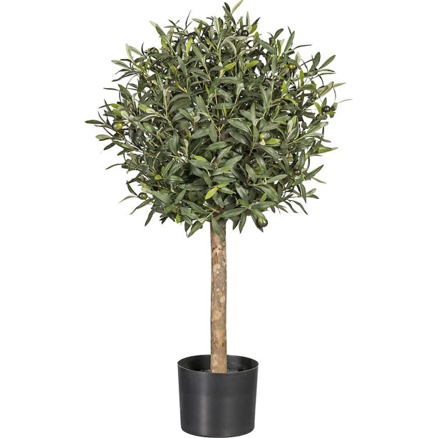 OLJKA OLJKA OLEA EUROPEA