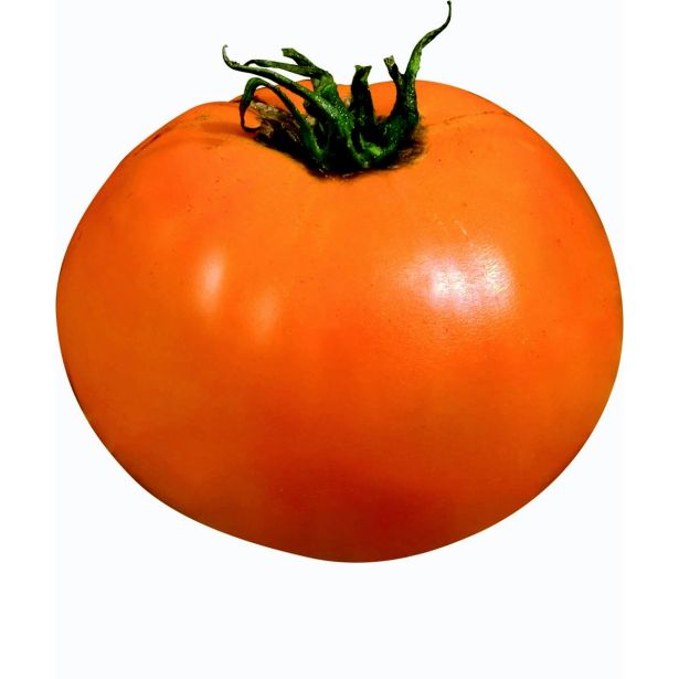 PLODOVKE ORANŽNI PARADIŽNIK ORANGE QUEEN L12