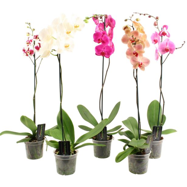 ORHIDEJA 1 - STEBELNA L12