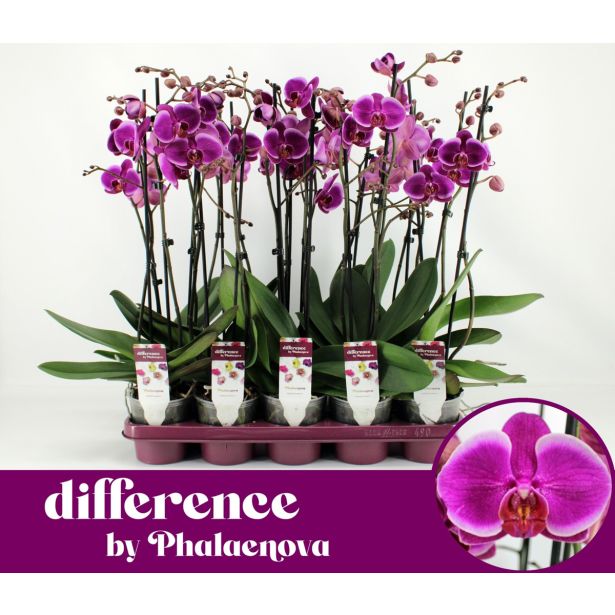 ORHIDEJA ANTHURA DURBAN 2-STEBELNA L12