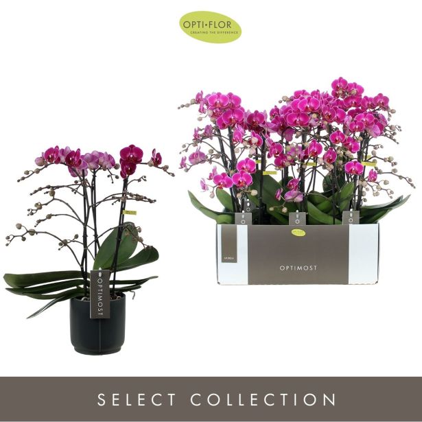 ORHIDEJA ANTHURA MORELIA 3-STEBELNA OKR. LONEC L12