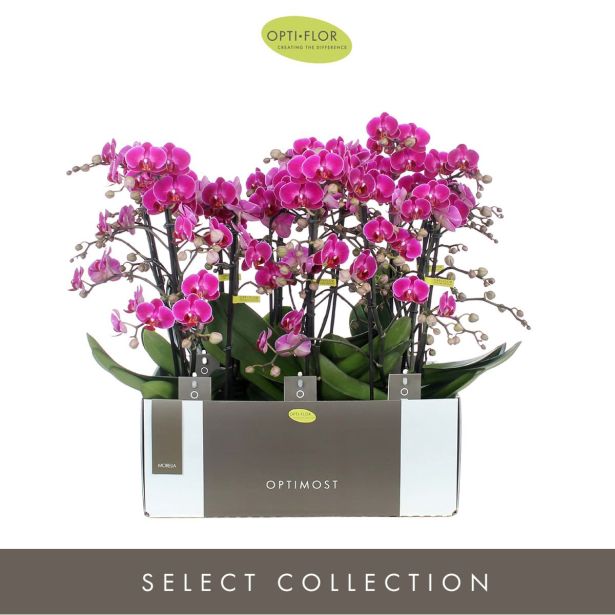 ORHIDEJA ANTHURA MORELIA 3-STEBELNA OKR. LONEC L12