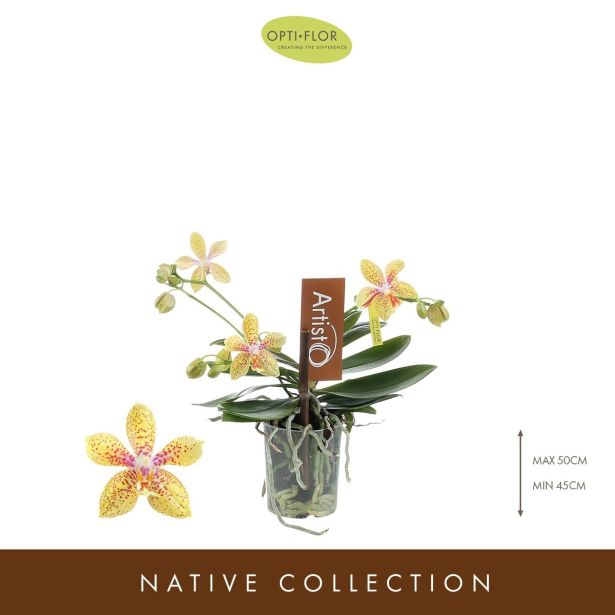 ORHIDEJA ARTISTO MODERN 4-STEBELNA L9