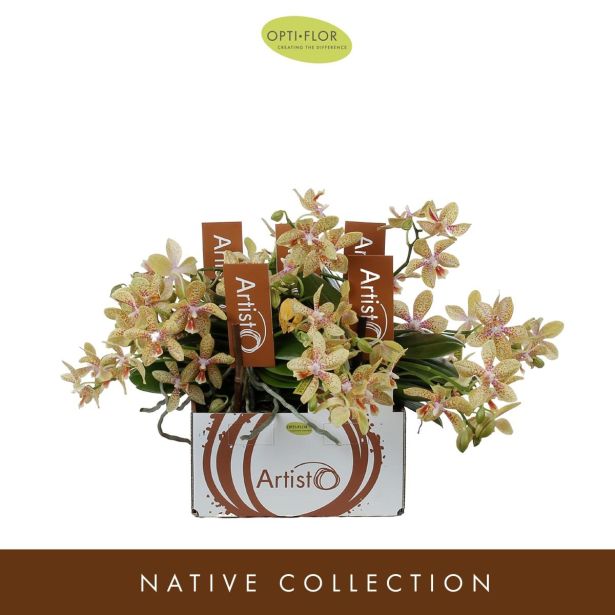 ORHIDEJA ARTISTO MODERN 4-STEBELNA L9