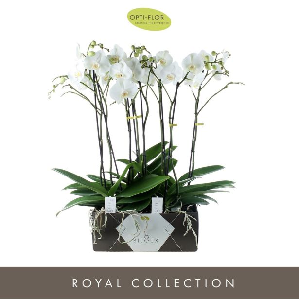 ORHIDEJA BIJOUX 1-STEBELNA L15