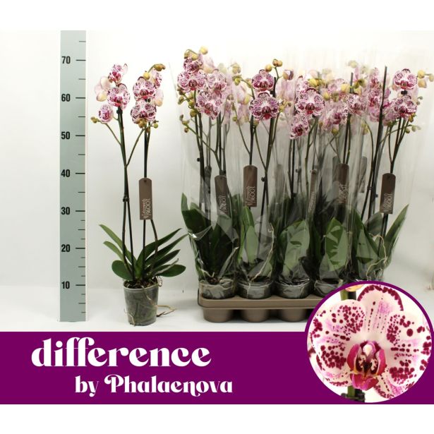 ORHIDEJA BOHEMIAN MONDRIAAN 2-STEBELNA L12