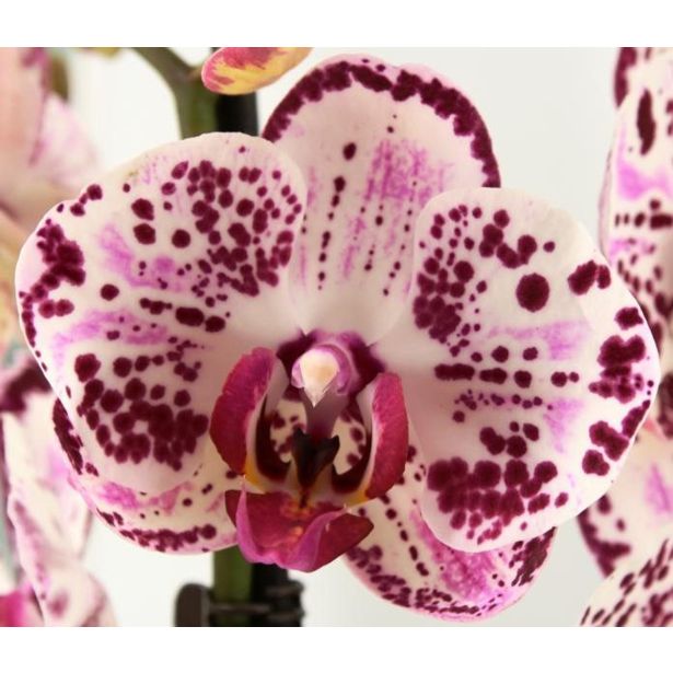 ORHIDEJA BOHEMIAN MONDRIAAN 2-STEBELNA L12