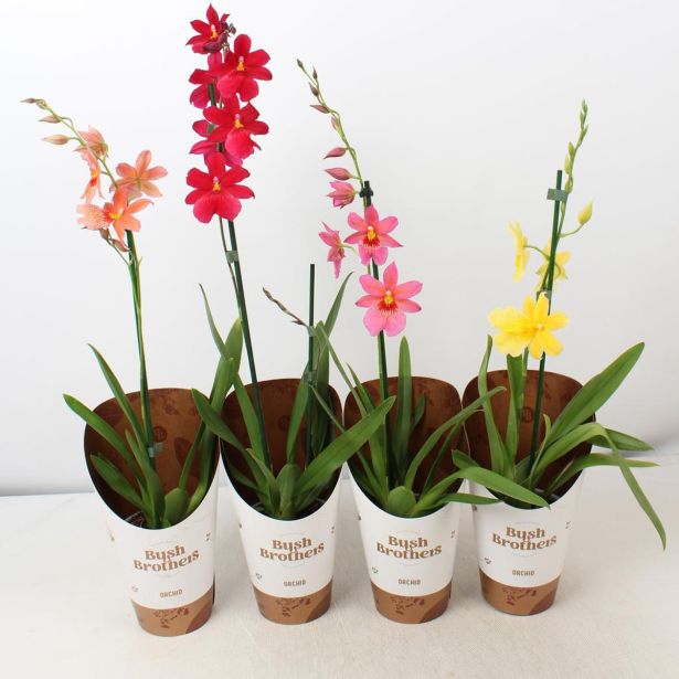 ORHIDEJA CAMBRIA NELLY ISLER RED 1 ST L12 CM