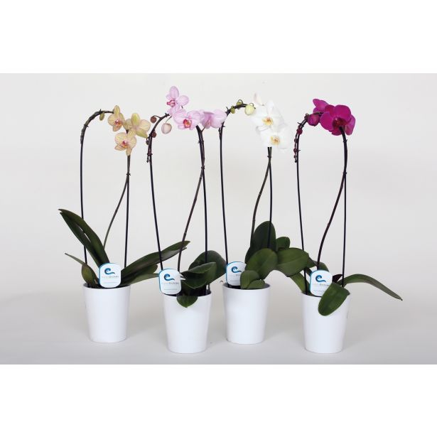 ORHIDEJA CASCADA V OKRASNEM LONČKU L12