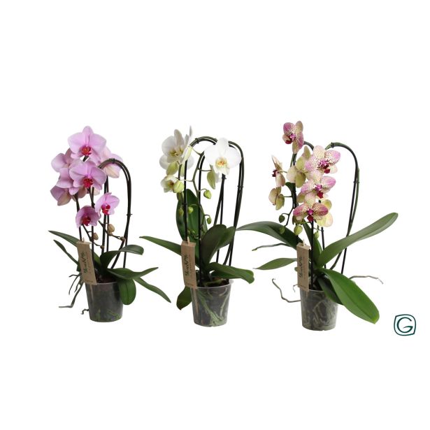 ORHIDEJA CASCADE MIX L12 NATURAL CHARM