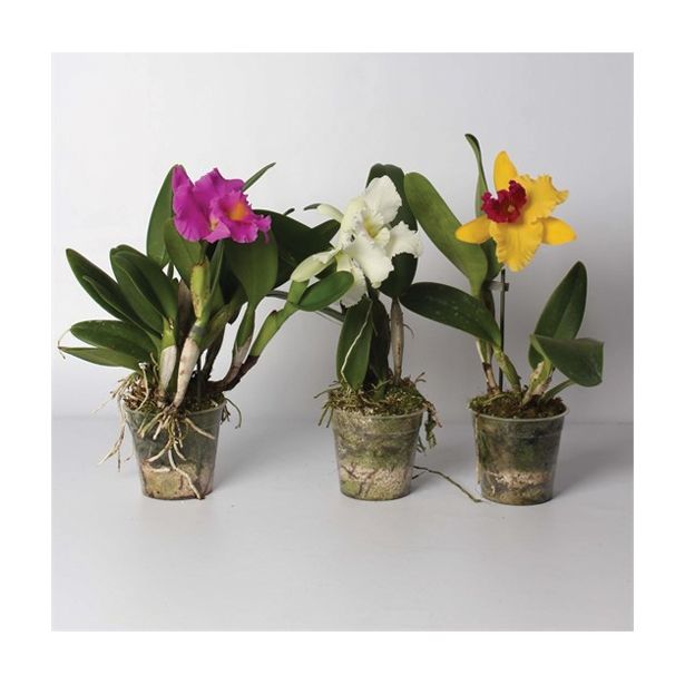 ORHIDEJA CATLEYA 2 STEBLI MIX