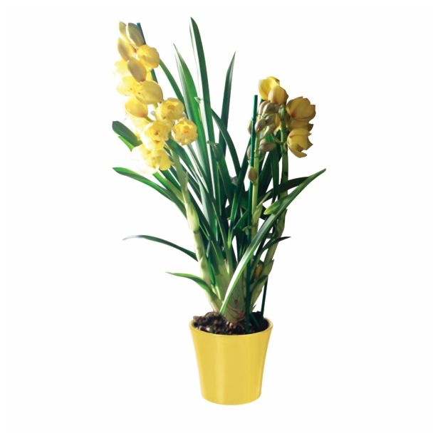 CIMBIDIJ MINI MIX 1 STEBLO