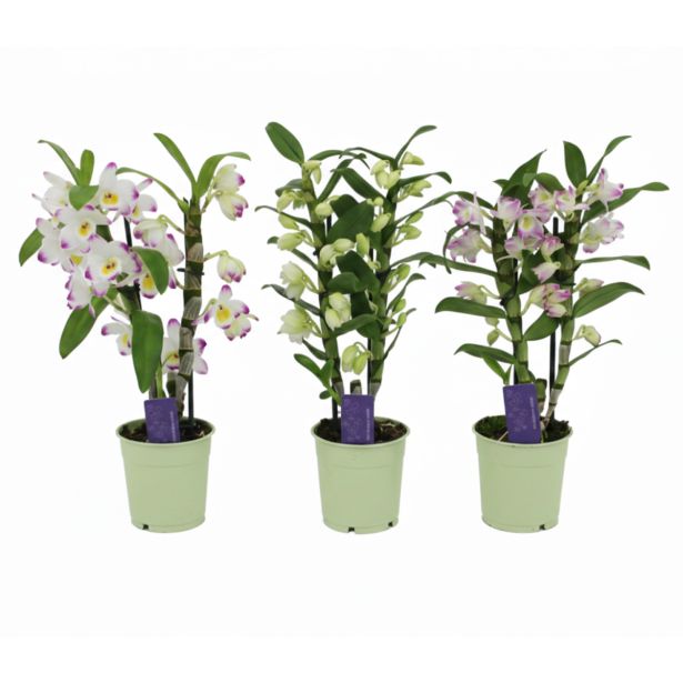 ORHIDEJA DENDROBIUM NOBILE 2ST POT 12 CM