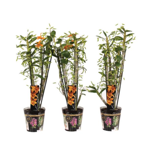 ORHIDEJA DENDROBIUM ORANŽEN L12
