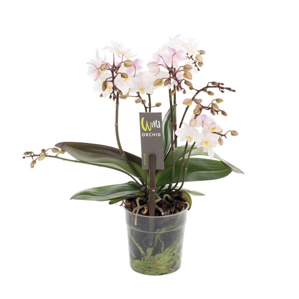 ORHIDEJA DIVJA WILD MIX L12