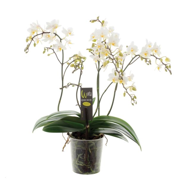 ORHIDEJA DIVJA WILD MIX L12