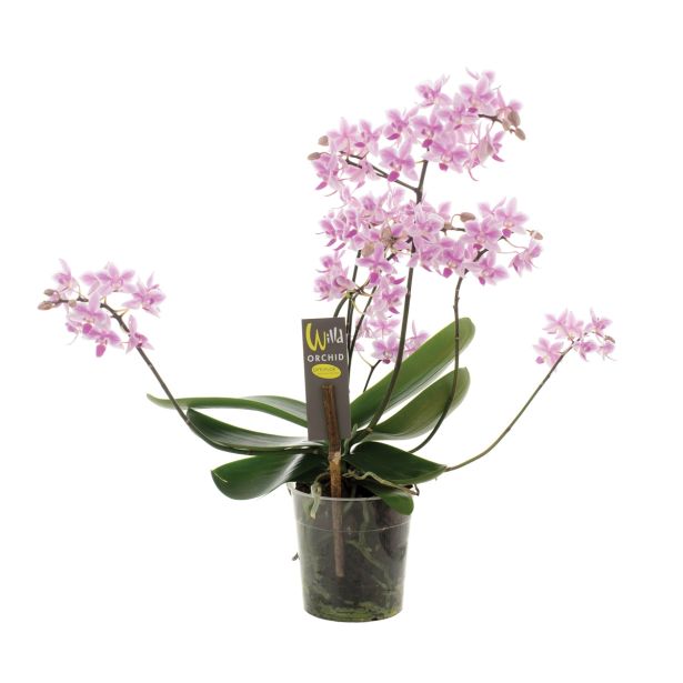 ORHIDEJA DIVJA WILD MIX L12