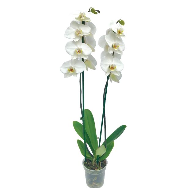 ORHIDEJA DVE STEBLI BELA L12