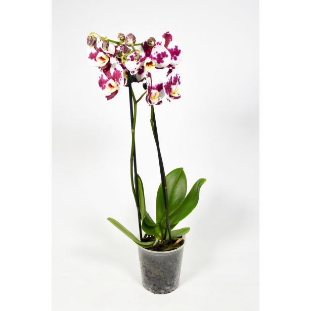 ORHIDEJA DVE STEBLI MIX L12