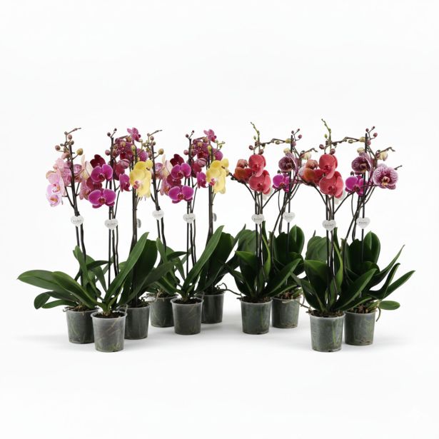 ORHIDEJA FALENOPSIS 1ST (DARK) L12 CM